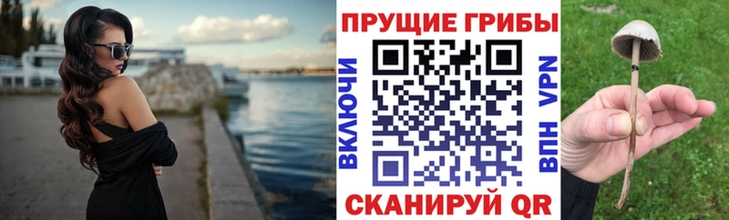 Купить закладки  Циолковский  Галлюциногенные грибы Psilocybine cubensis 